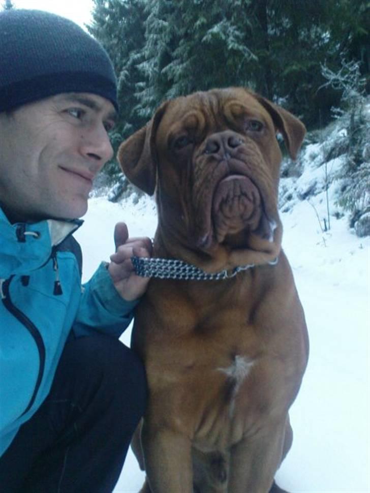 Dogue de bordeaux Rosco - Rosco og Far i skoven <3 billede 6