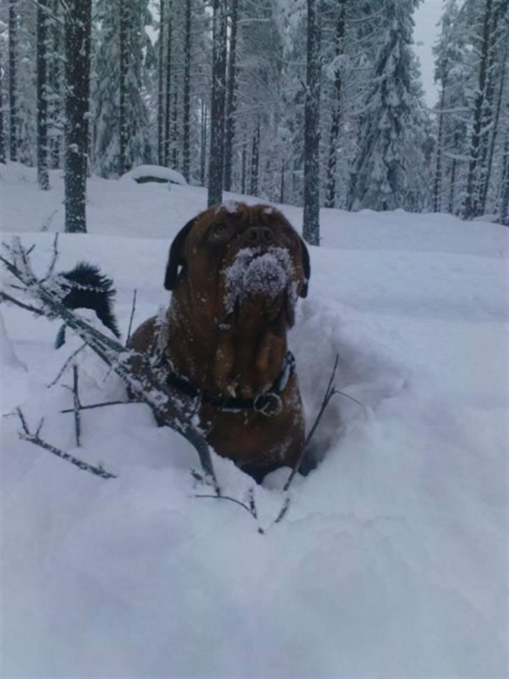 Dogue de bordeaux Rosco - Rosco leger i sneen ;o) billede 7