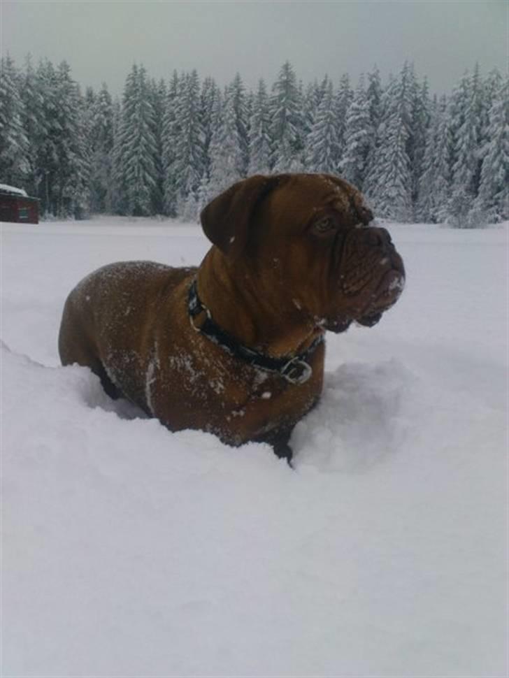 Dogue de bordeaux Rosco - Puhaaa med sne...-drengebarnet forsvinder jo næsten ;o) billede 8