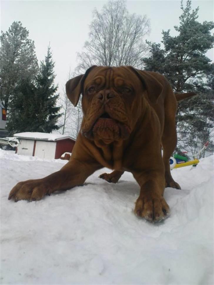 Dogue de bordeaux Rosco - Rosco alias Tosse er en rigtig Bandit <3 billede 9