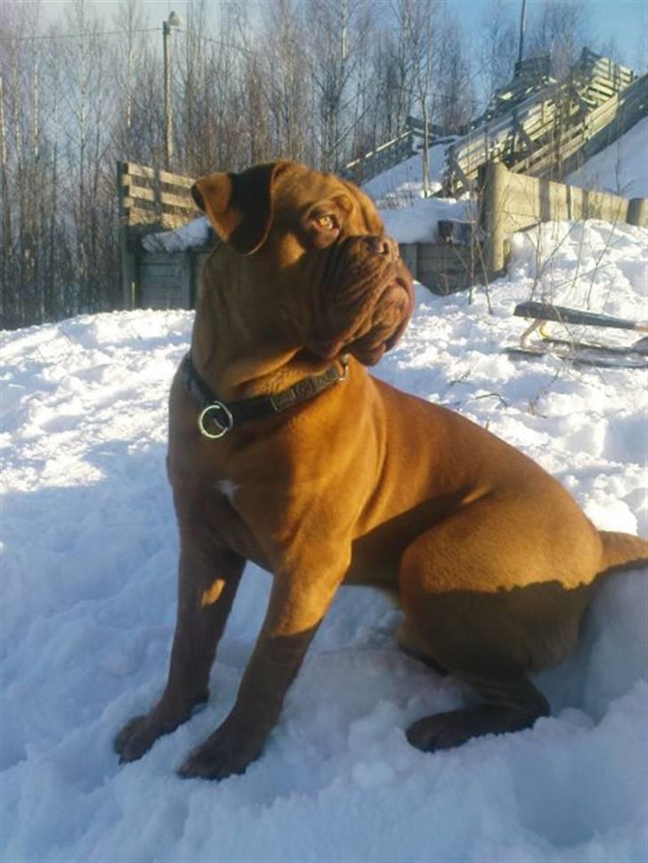 Dogue de bordeaux Rosco - For filen en smuksak ;o) billede 10