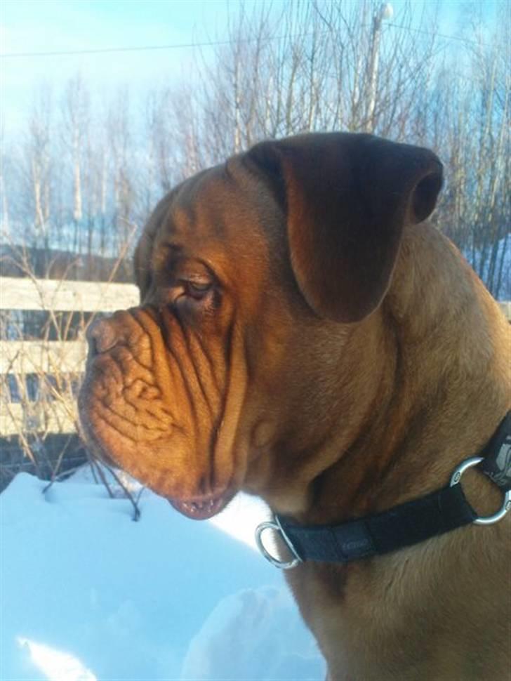 Dogue de bordeaux Rosco - Smukke dreng <3 billede 11