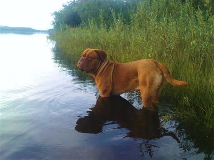 Dogue de bordeaux Rosco - Så ska der soppes ;o) billede 12