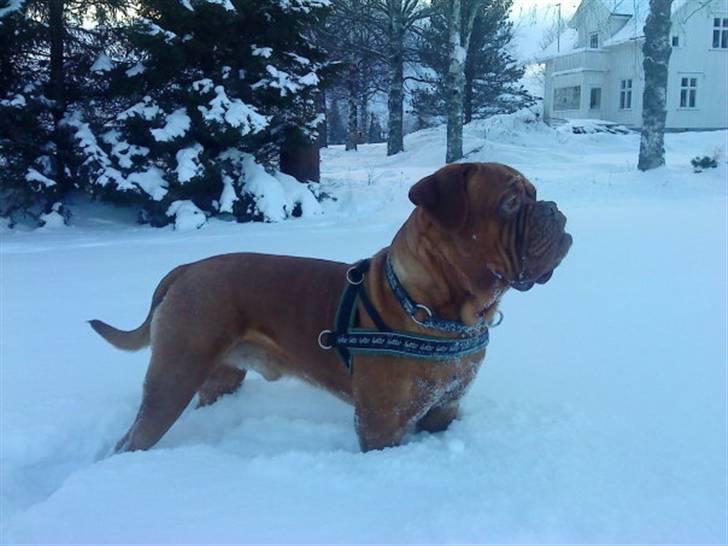 Dogue de bordeaux Rosco - Så smuk han er <3   i sit fine seletøj ;o) billede 13