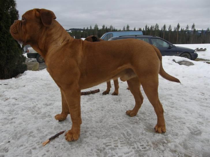 Dogue de bordeaux Rosco - Rosco drengen <3 billede 14