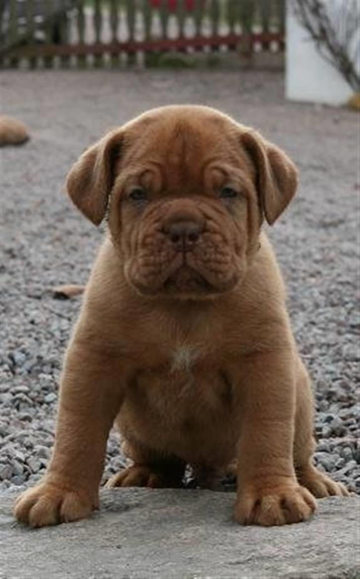Dogue de bordeaux Rosco - Baby Rosco 6 uger gammel <3 billede 15