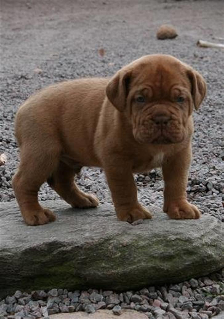 Dogue de bordeaux Rosco - Baby Rosco 6 uger <3 billede 16