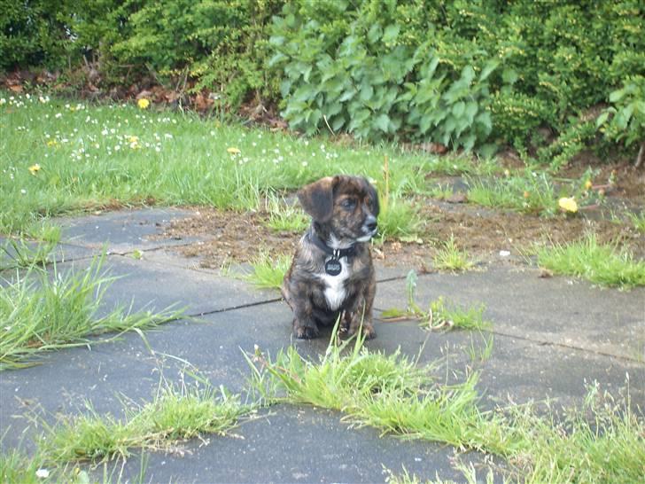 Blanding af racer Dalton billede 10