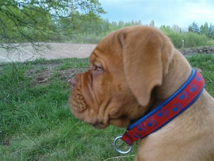 Dogue de bordeaux Rosco - Rosco ca.3 mdr billede 17