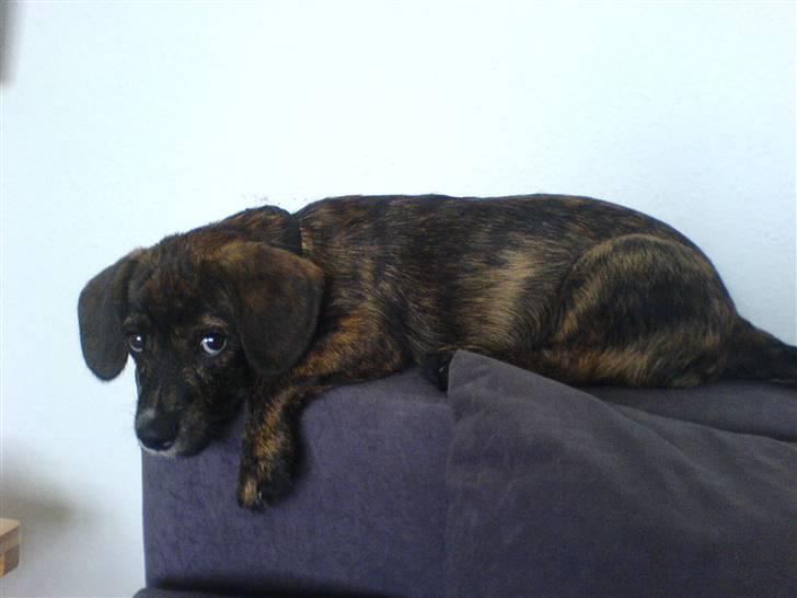 Blanding af racer Dalton billede 11