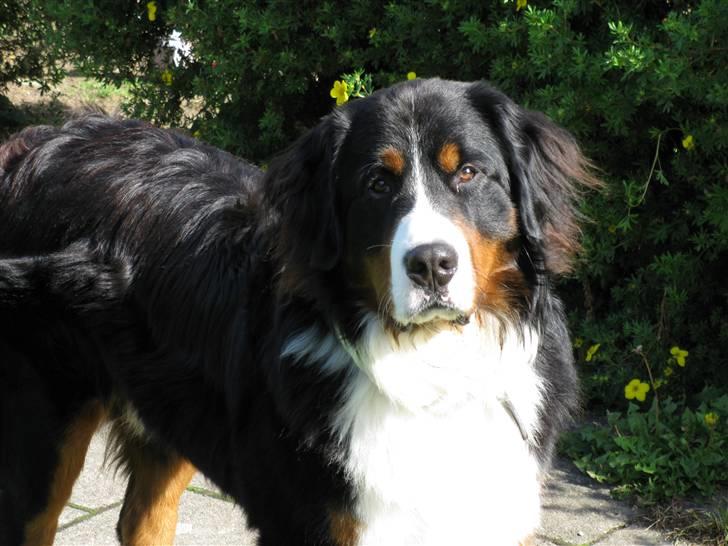 Berner sennenhund Simba  - Sommeren 2010 :) billede 1