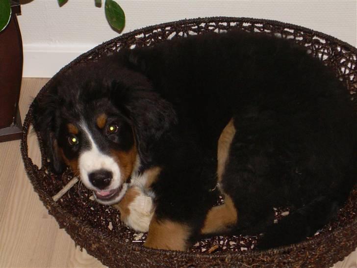 Berner sennenhund Simba  - Simba som lille :)  billede 2