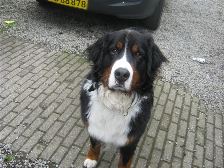 Berner sennenhund Simba  - Simbbaa billede 3