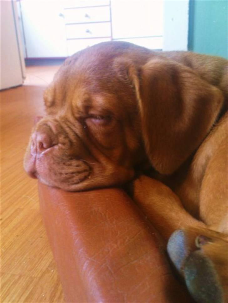 Dogue de bordeaux Bella - Smukke Baby Bella billede 6