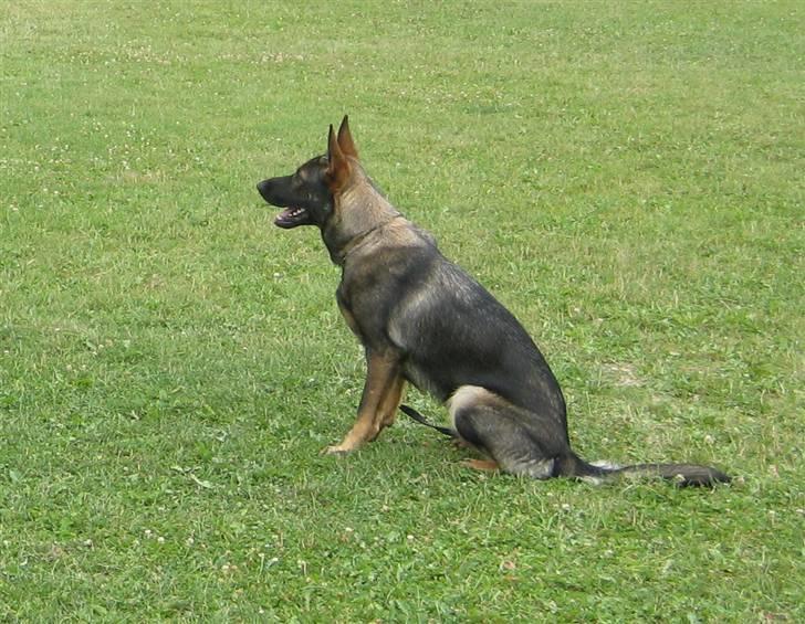 Schæferhund Scharif's Amy R.I.P billede 13