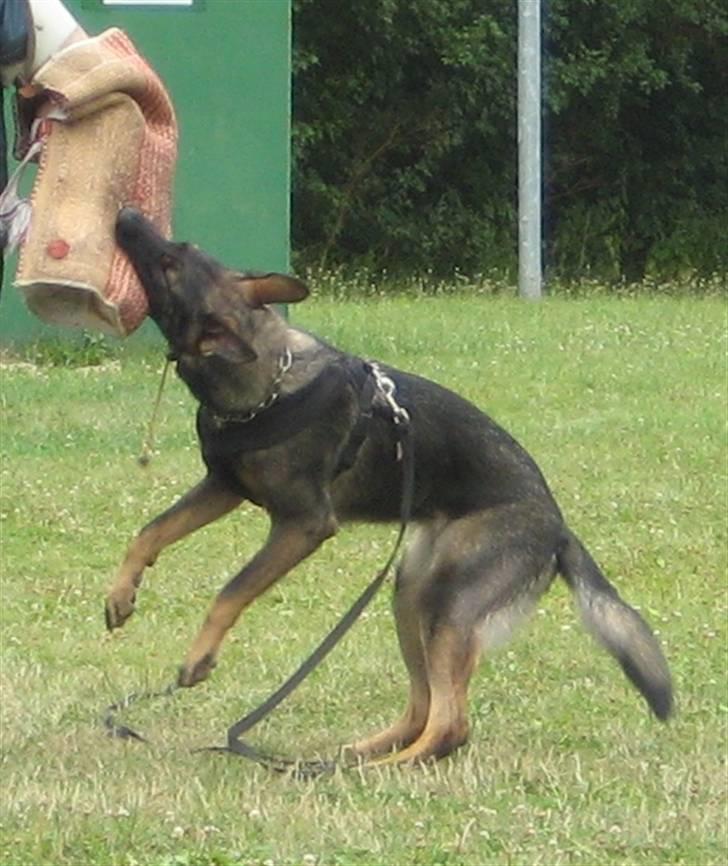 Schæferhund Scharif's Amy R.I.P billede 14