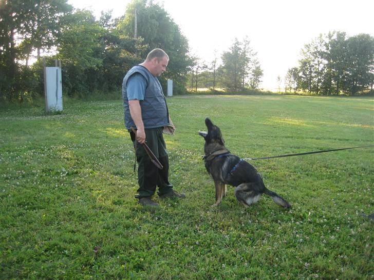 Schæferhund Scharif's Amy R.I.P billede 15