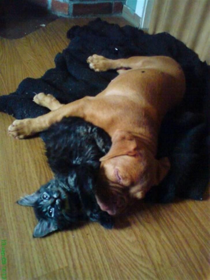 Dogue de bordeaux Bella - Bella putter med katten ;o) billede 7
