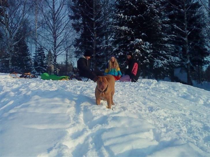 Dogue de bordeaux Bella - Smukke Bella i sneen billede 8