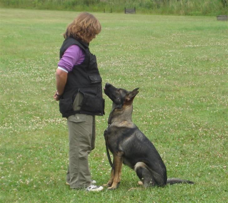 Schæferhund Scharif's Amy R.I.P billede 16