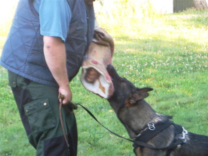 Schæferhund Scharif's Amy R.I.P billede 17