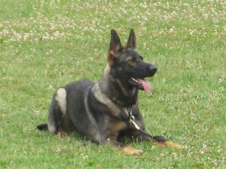 Schæferhund Scharif's Amy R.I.P billede 18