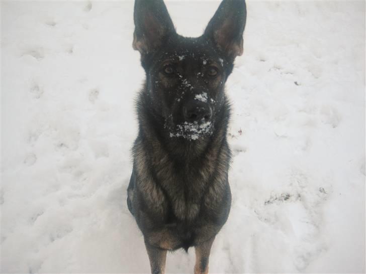 Schæferhund Scharif's Amy R.I.P billede 19