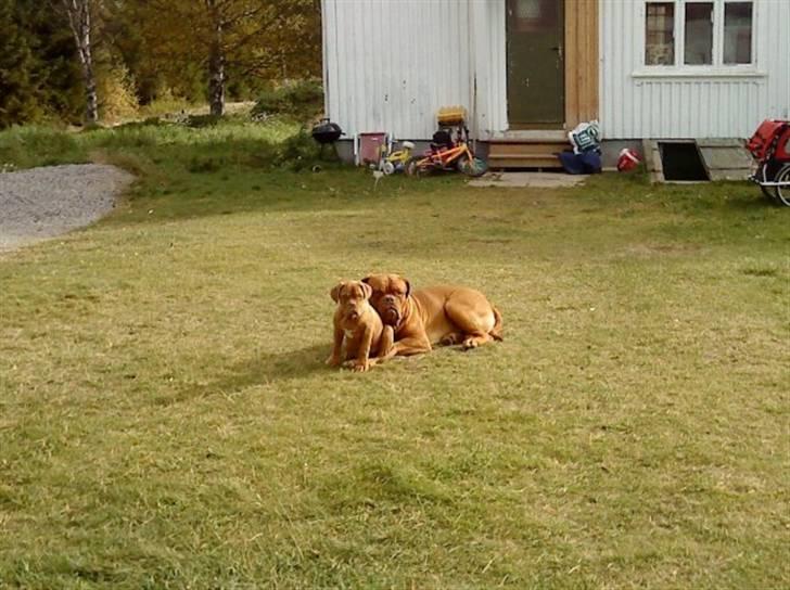 Dogue de bordeaux Bella - Bella og Rosco hygger i haven ;o) billede 11