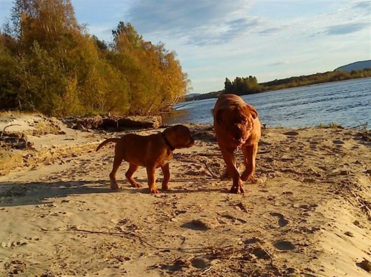 Dogue de bordeaux Bella - Bella og Rosco på stranden <3 billede 12
