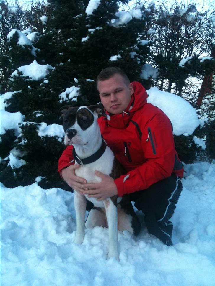 Amerikansk bulldog Nova - så blev det sq sne vejr :-)  billede 17