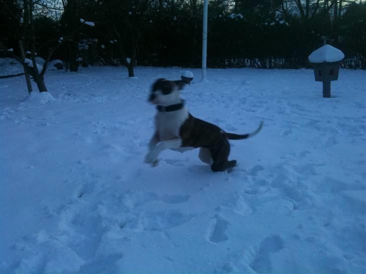 Amerikansk bulldog Nova - Nova elsker den sne :-) billede 18