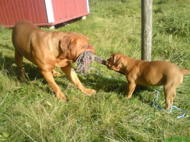 Dogue de bordeaux Bella - Lille Bella trækker rundt med Rosco ;o) billede 13