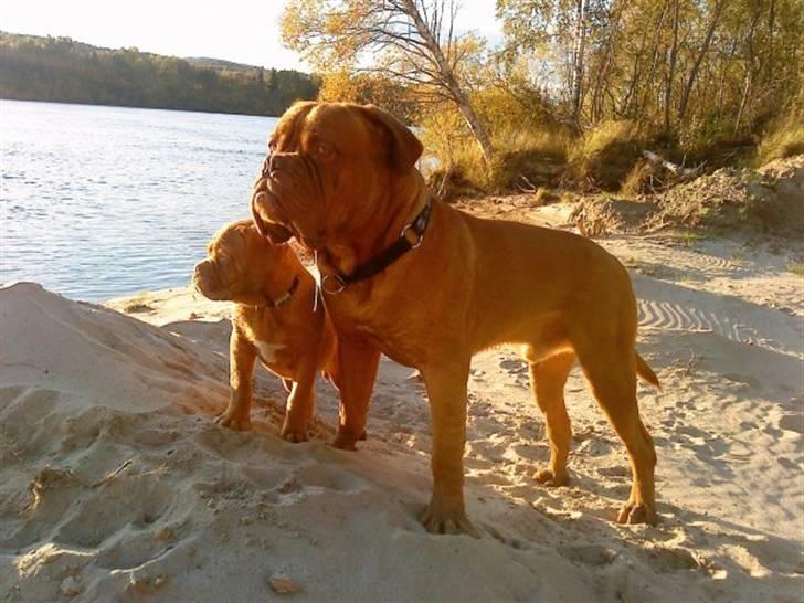 Dogue de bordeaux Bella - Bella og Rosco på stranden ;o) billede 14