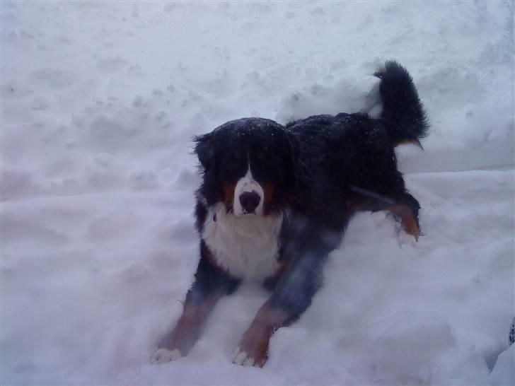 Berner sennenhund Simba  - Simba i sneen vinteren 2009 billede 4