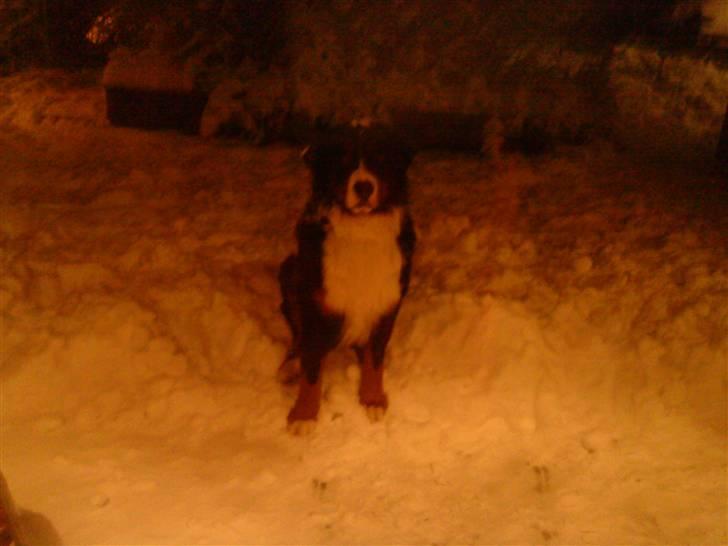 Berner sennenhund Simba  - Simba i sneen vinteren 2009 billede 5