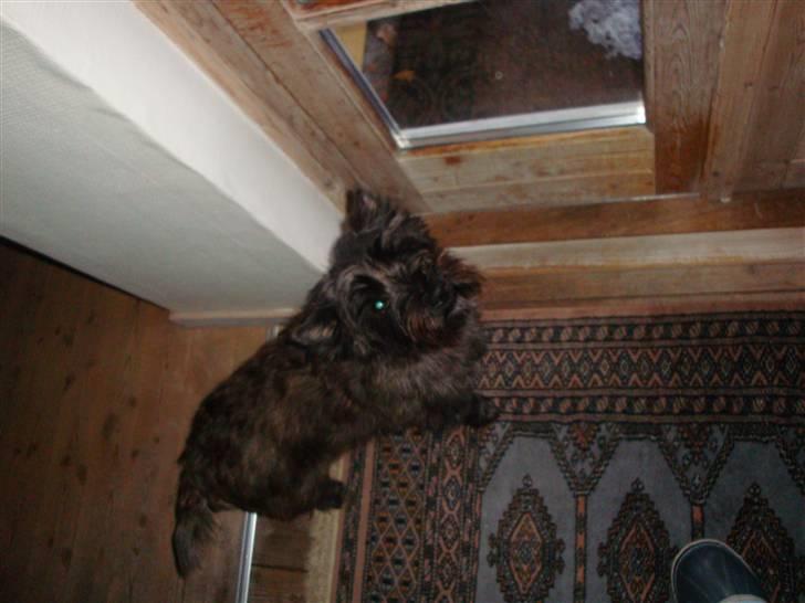 Cairn terrier Luna - Hov hvad er det der oppe, nåår det er et kamera vuf vuf :-) billede 4