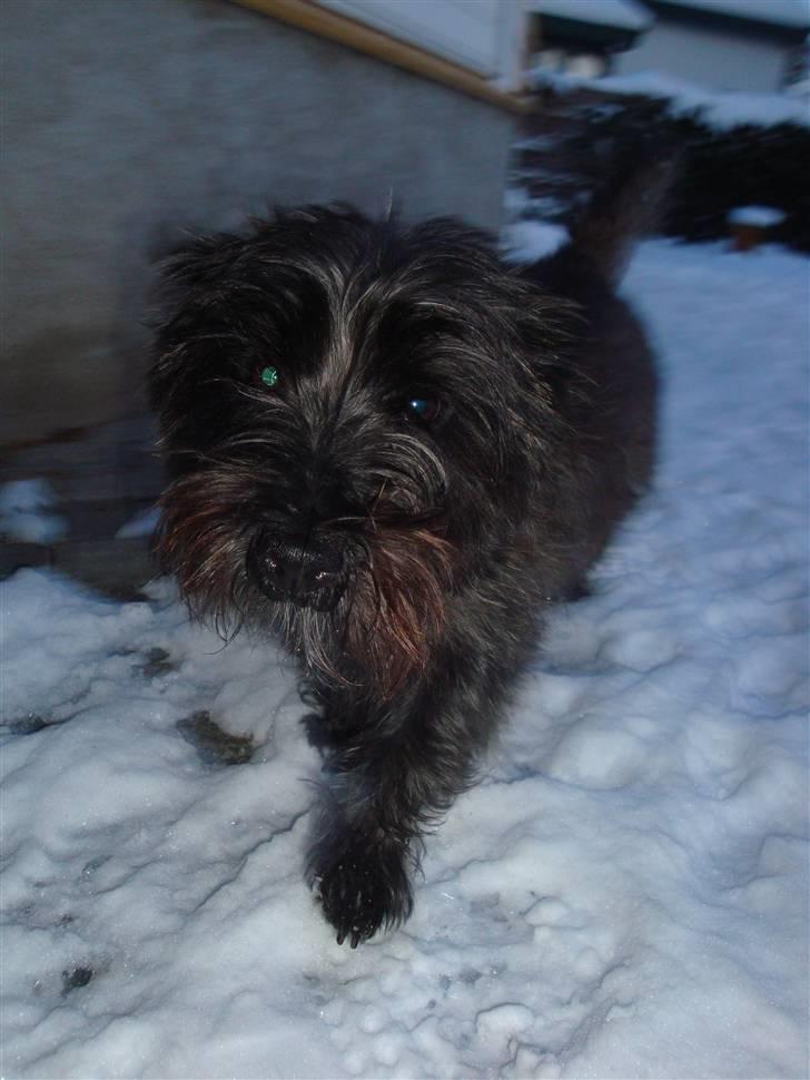 Cairn terrier Luna - Halløj, sneen er dejlig og den er sjov at lege i :-) billede 5