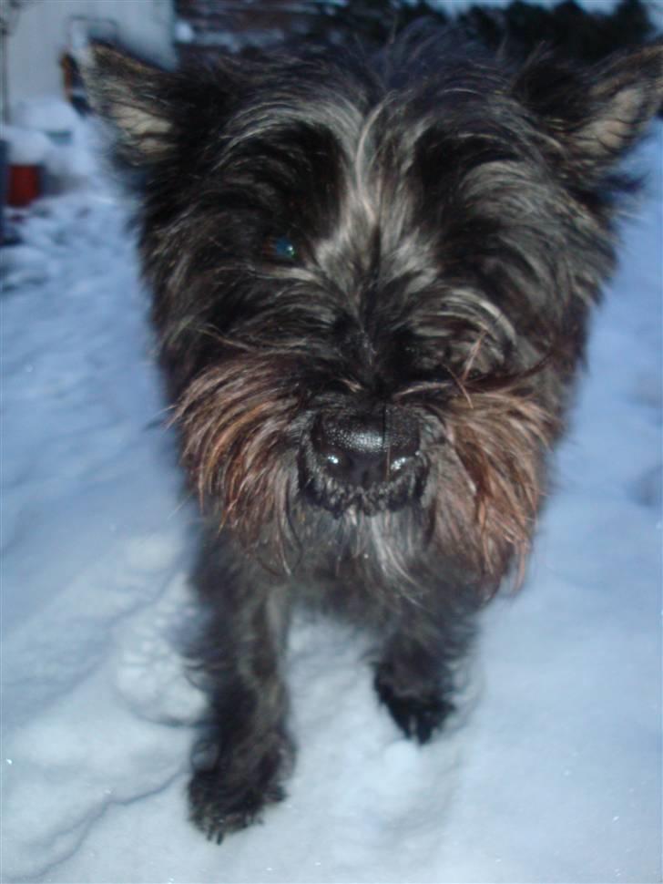 Cairn terrier Luna - Vuf vuf :) billede 6