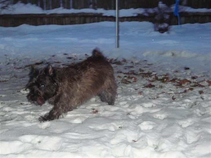 Cairn terrier Luna - Wraaa jeg er en farlig hund i sneen ;-) billede 7