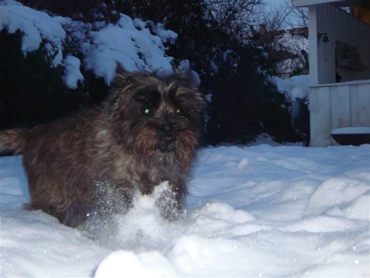 Cairn terrier Luna - Jeg kaster sne på dig hihi :-) billede 8