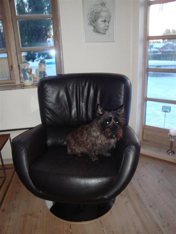 Cairn terrier Luna - Hihi nu er jeg vist dronning :-) billede 9