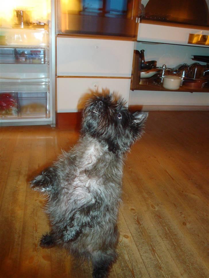 Cairn terrier Luna - Hehe tror du jeg kan komme med i cirkus nu ? :-) billede 10