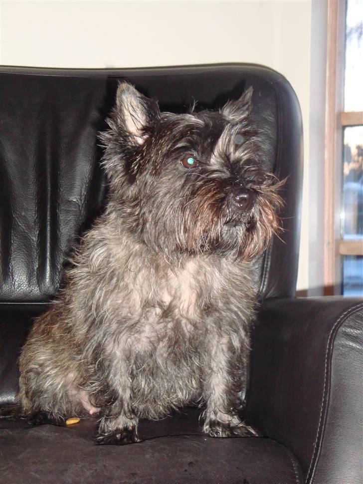 Cairn terrier Luna - Arhh hvor er det bare skønt at sidde her og slappe af :-) billede 11