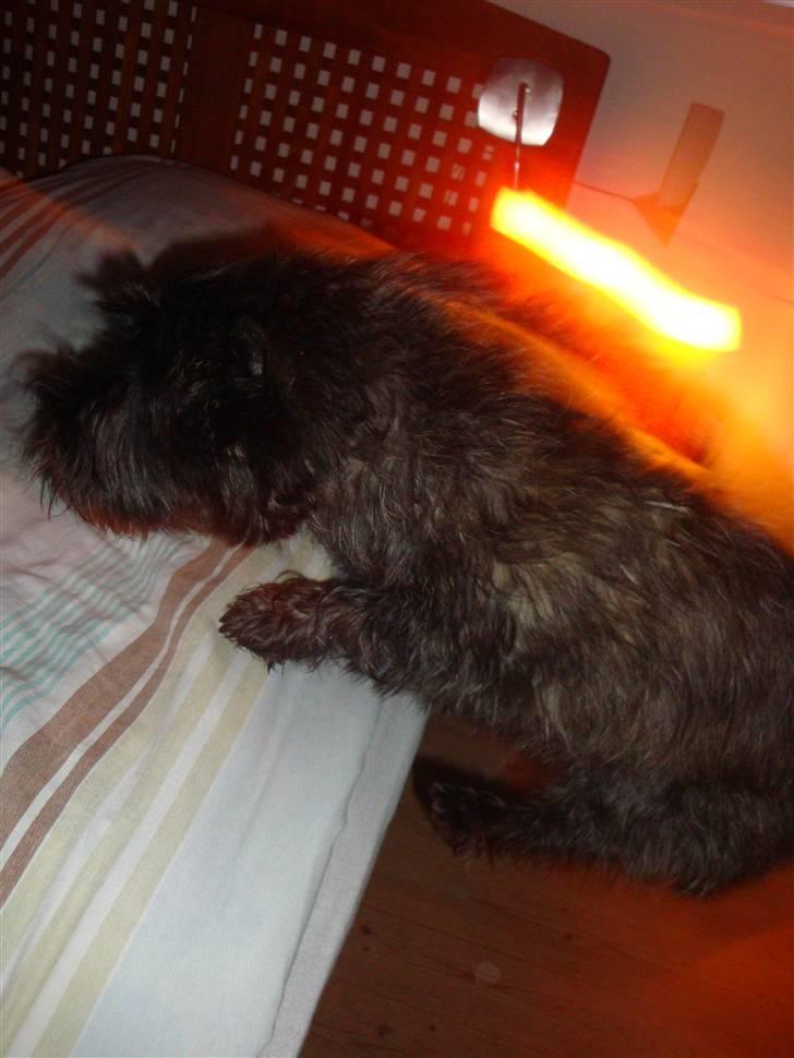 Cairn terrier Luna - Opsadasse, arh jeg glæder mig til at ligge i sengen :-) billede 12