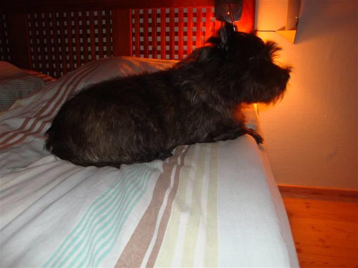 Cairn terrier Luna - Arhh godnat :-) billede 13