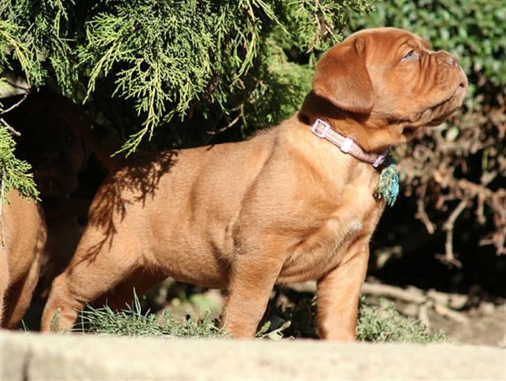 Dogue de bordeaux Ebony - Baby Ebony ;o) billede 8