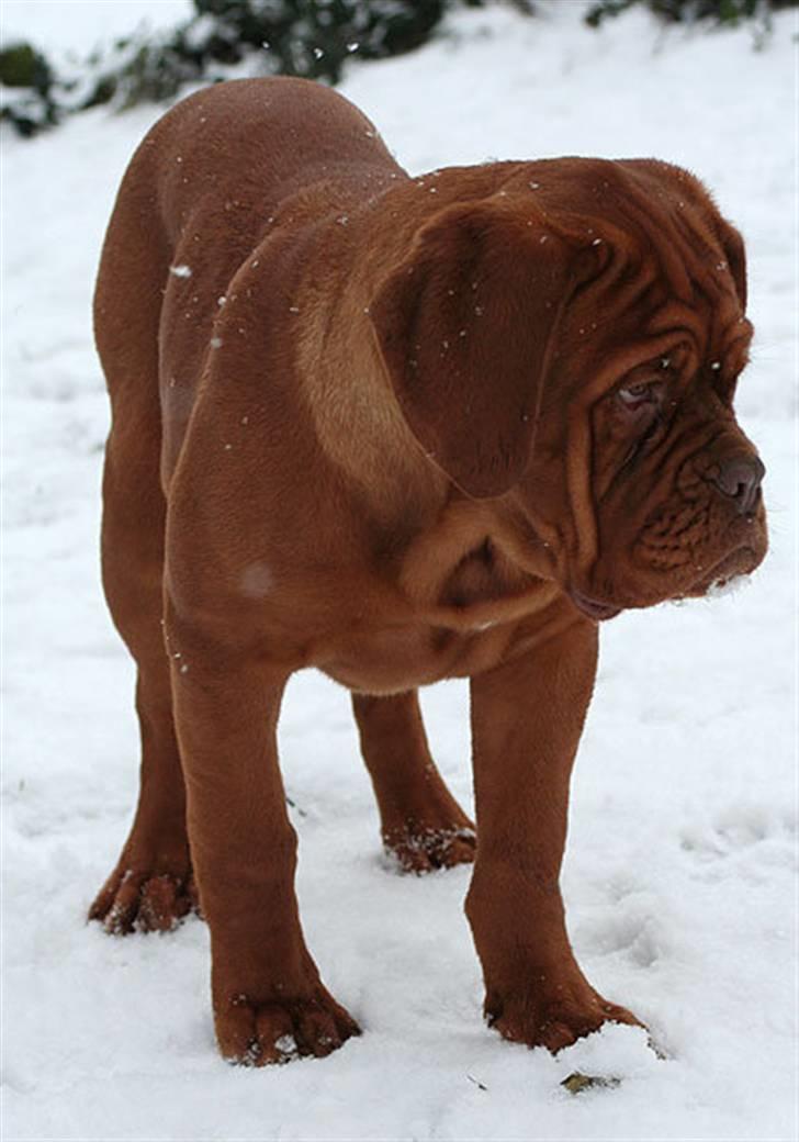 Dogue de bordeaux Ebony - smuksak <3 billede 9
