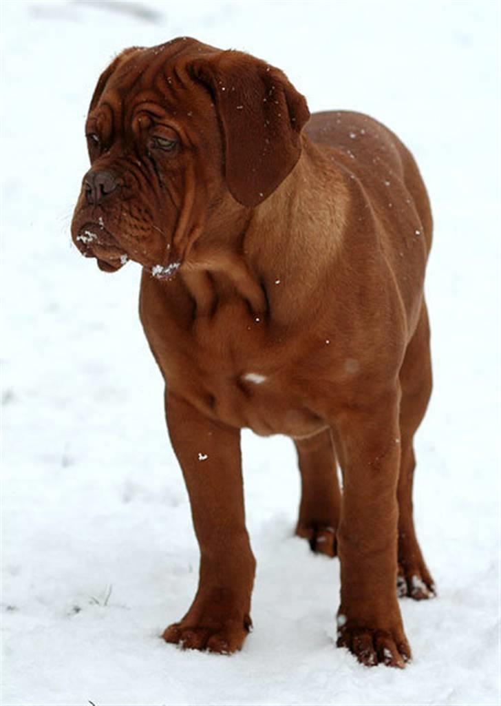 Dogue de bordeaux Ebony - Sååå smuk ;o) billede 10