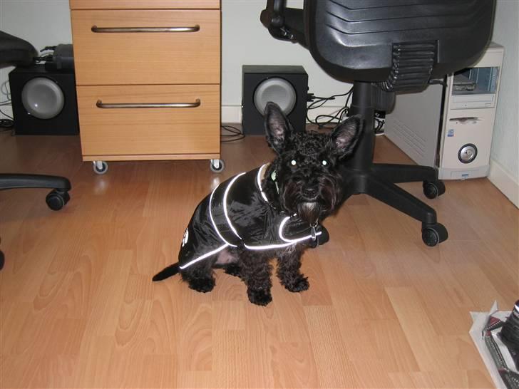 Blanding af racer Egon - Så kan vinteren bare komme an. Egon 7 måneder billede 17