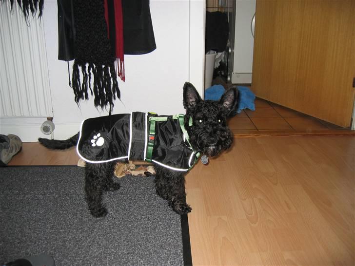 Blanding af racer Egon - Så kan vinteren bare komme an billede 18